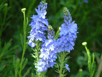 Veronica austriaca subsp.  teucrium Brede ereprijs bestellen